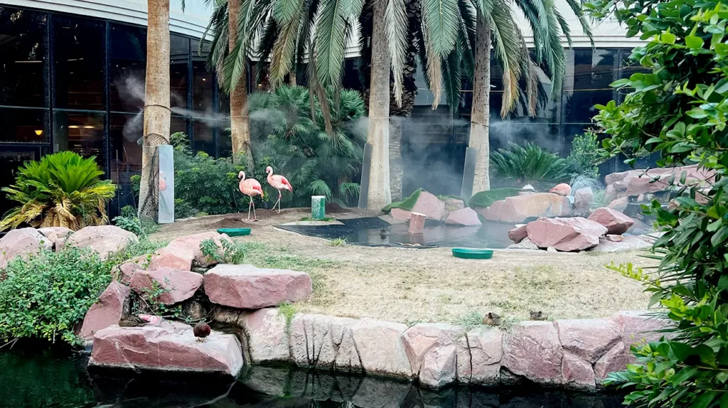 Fenicotteri del Flamingo Hotel Las Vegas